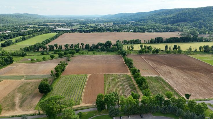 Lush Green Farmland